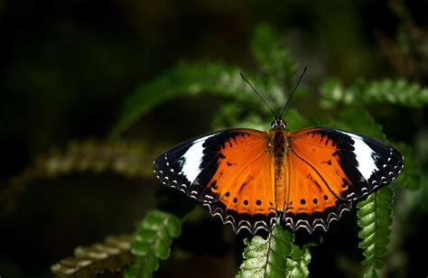 borboleta laranja significado - romina significado
